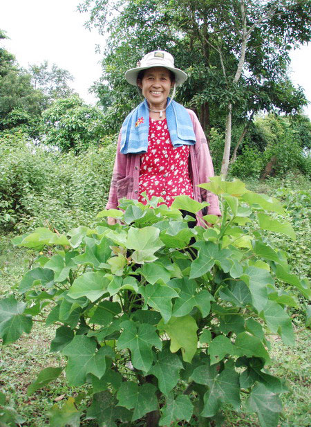 Thận trọng với cây Jatropha