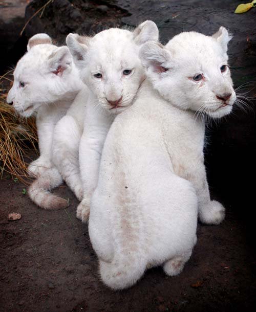Thế giới có thêm ba nhóc sư tử trắng