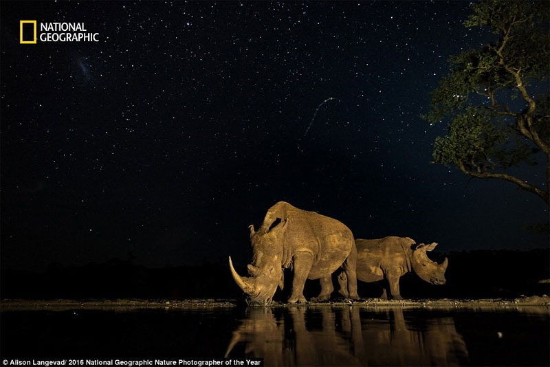 Thế giới kỳ vĩ qua ảnh dự thi của National Geographic