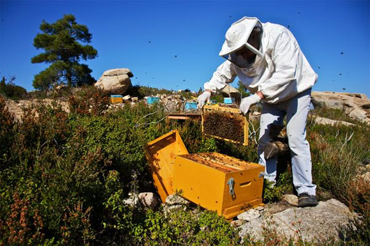 Thiếu ong mật, sản lượng cây trồng nhiều nước bị đe dọa