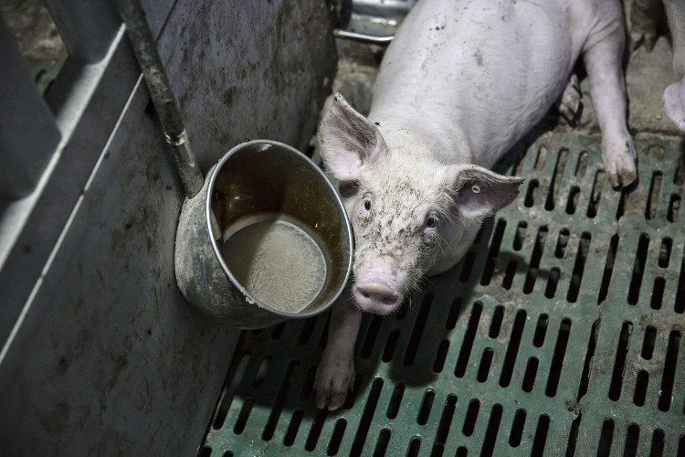 Thịt lợn Trung Quốc là nguyên nhân khiến nhiều người chết vì nhờn thuốc kháng sinh