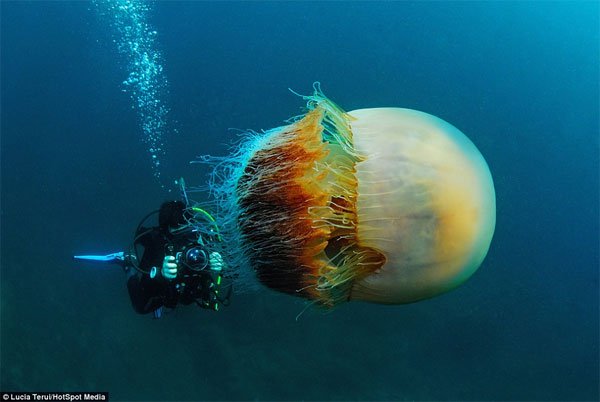 Thợ lặn sốc nặng với sứa khổng lồ dưới đáy biển