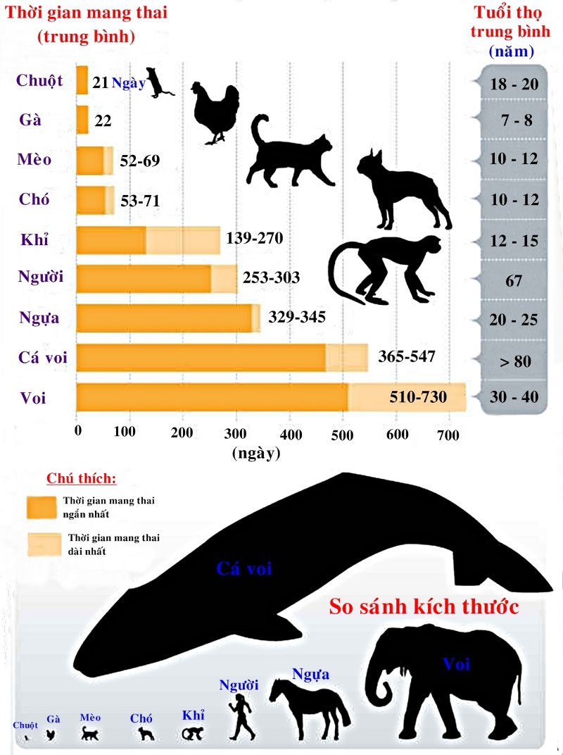 Thời gian mang thai của các loài động vật