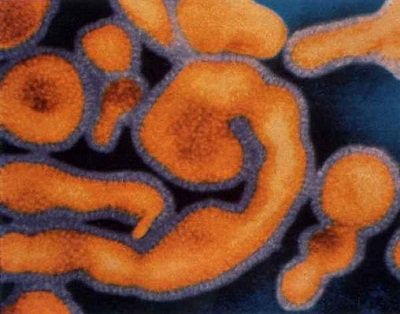 Thử nghiệm hai loại thuốc trị virus Ebola, Marburg
