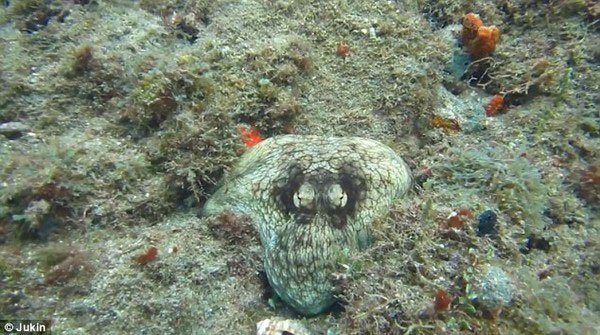 Thuật ẩn thân kỳ diệu của loài bạch tuộc dưới biển Caribbean