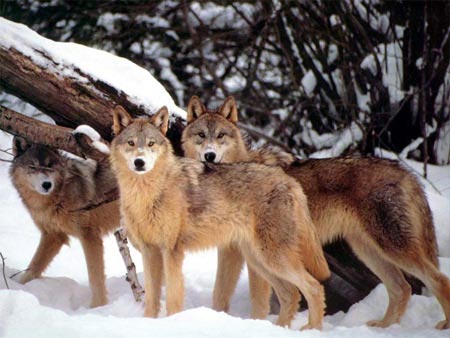 Thụy Điển thanh trừng sói rừng