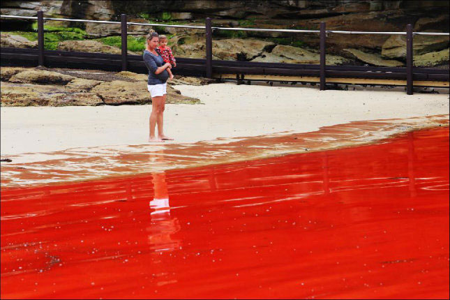 Thủy triều đỏ khiến các bãi biển Australia đóng cửa