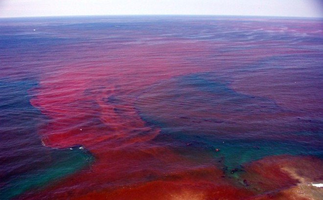 Thủy triều đỏ và những tác hại đối với sản xuất thủy sản