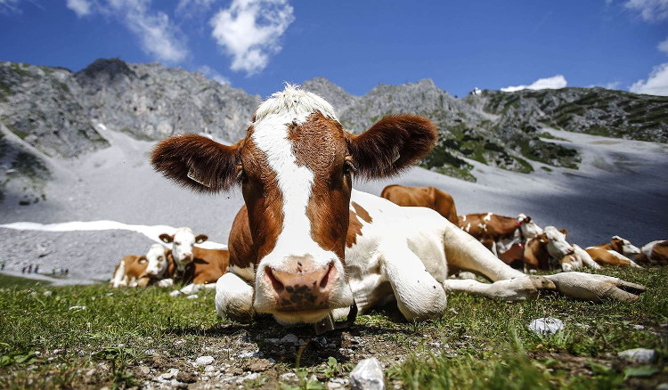 Tiêm hormone hạnh phúc cho bò giúp tạo sữa ngon và bổ hơn