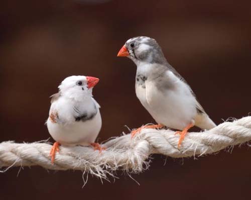 Tiếng chim giúp người bệnh nhanh phục hồi sức khỏe