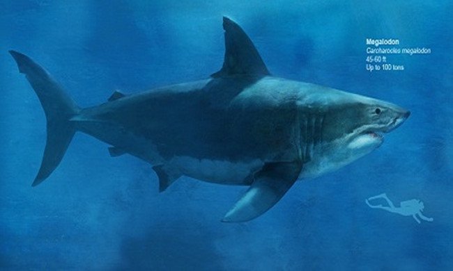 Tìm bí ẩn khiến loài cá mập lớn nhất thế giới tuyệt diệt