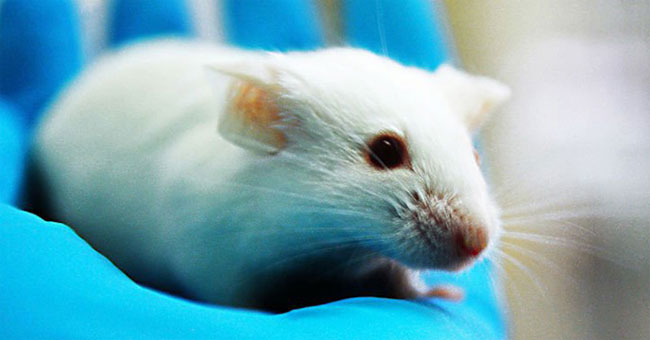 Tìm được loại thuốc kéo dài tuổi thọ chuột 35%, sắp có cho con người?