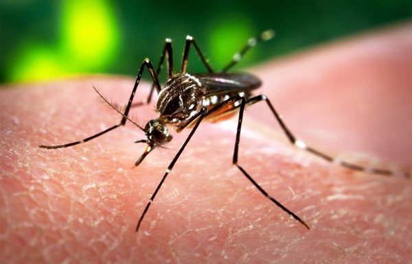 Tìm hiểu loại virus Zika ăn não người đặc biệt nguy hiểm