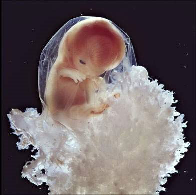 Tìm hiểu quá trình thụ thai ở người qua hình ảnh