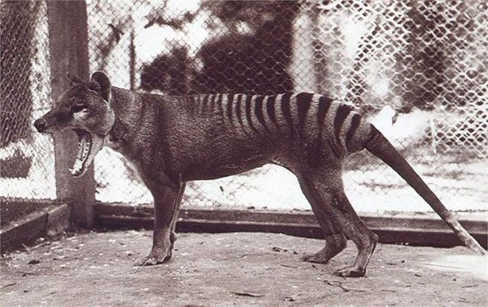 Tìm hiểu thêm về hổ Tasmania
