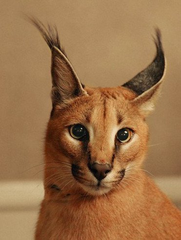 Tìm hiểu về loài mèo hoãng dã Caracal