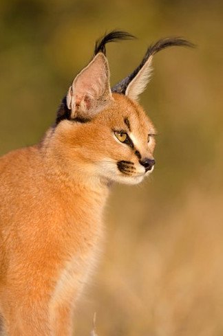 Tìm hiểu về loài mèo hoãng dã Caracal