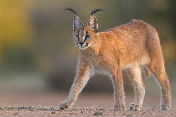 Tìm hiểu về loài mèo hoãng dã Caracal