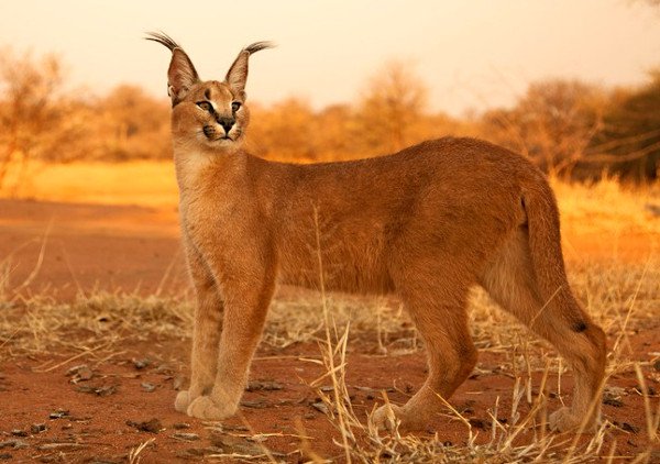 Tìm hiểu về loài mèo hoãng dã Caracal