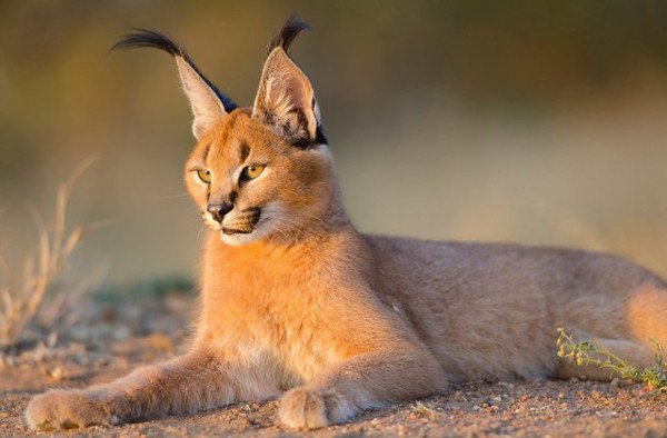 Tìm hiểu về loài mèo hoãng dã Caracal