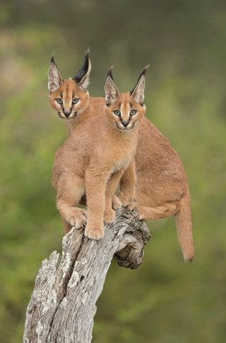 Tìm hiểu về loài mèo hoãng dã Caracal