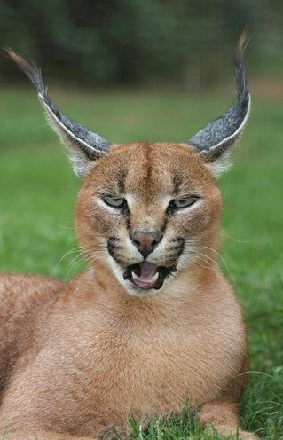 Tìm hiểu về loài mèo hoãng dã Caracal