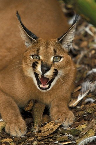 Tìm hiểu về loài mèo hoãng dã Caracal