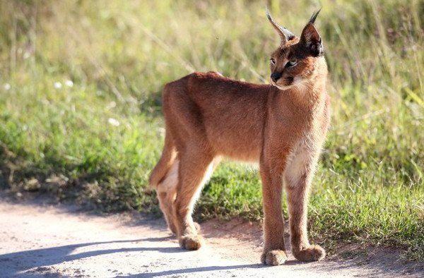 Tìm hiểu về loài mèo hoãng dã Caracal