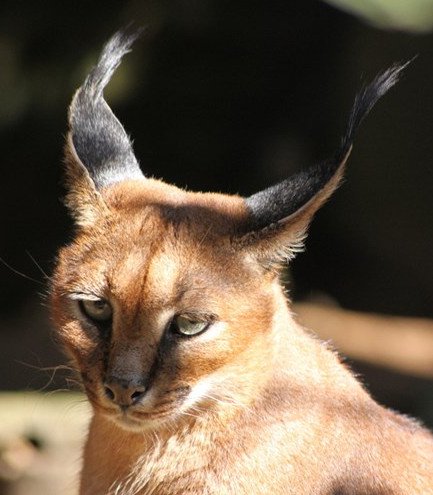 Tìm hiểu về loài mèo hoãng dã Caracal