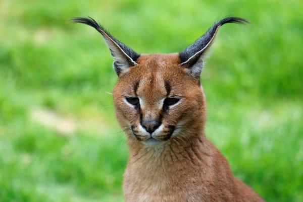 Tìm hiểu về loài mèo hoãng dã Caracal