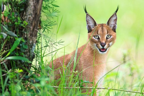 Tìm hiểu về loài mèo hoãng dã Caracal