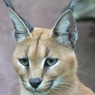 Tìm hiểu về loài mèo hoãng dã Caracal