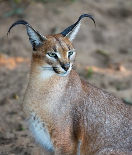 Tìm hiểu về loài mèo hoãng dã Caracal