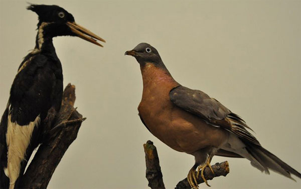 Tìm hiểu về sự tồn tại của đàn chim hàng tỷ con