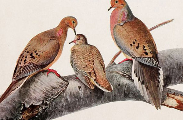 Tìm hiểu về sự tồn tại của đàn chim hàng tỷ con