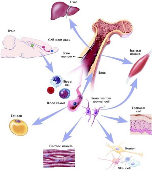 TÌM HIỂU VỀ TẾ BÀO GỐC (Phần 3)