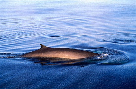 Tìm kiếm chú cá voi Forever Alone nhất trên Trái đất