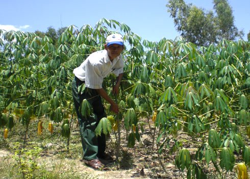 Tìm nguyên liệu cho nhà máy sản xuất Ethanol