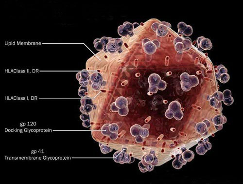 Tìm ra cơ chế duy trì sự lây nhiễm của virus HIV