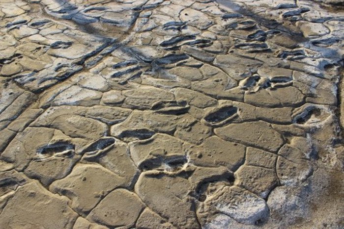 Tìm thấy 400 dấu chân người nguyên vẹn 19.000 năm trước