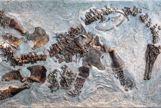 Tìm thấy hóa thạch của bò sát biển mang phôi thai