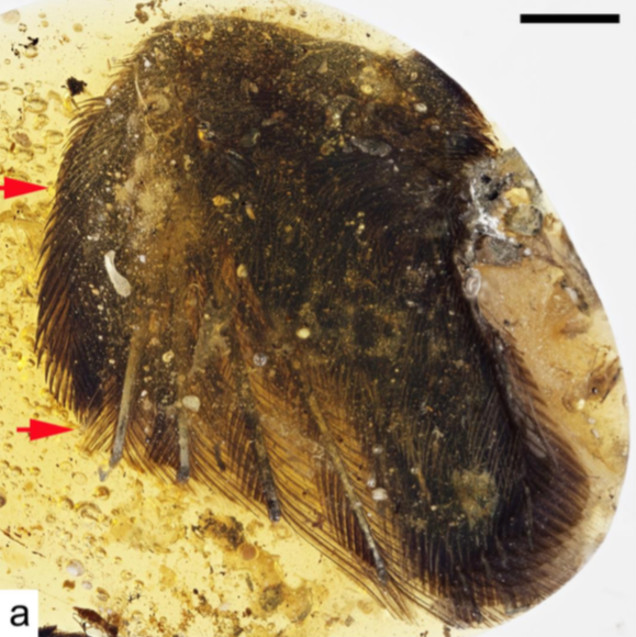 Tìm thấy hóa thạch lông chim 99 triệu năm tuổi bao bọc trong hổ phách