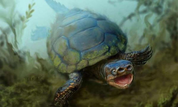 Tìm thấy hóa thạch rùa mũi lợn 76 triệu năm