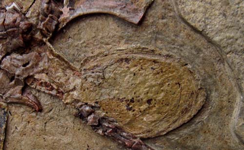 Tìm thấy hóa thạch trứng thằn lằn bay