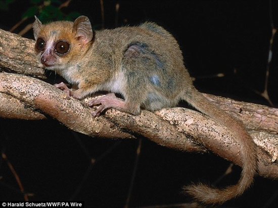 Tìm thấy hơn 600 loài sinh vật mới trên đảo Madagascar