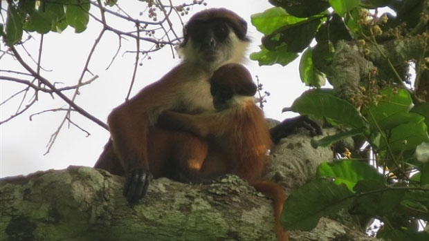 Tìm thấy loài khỉ tưởng đã tuyệt chủng