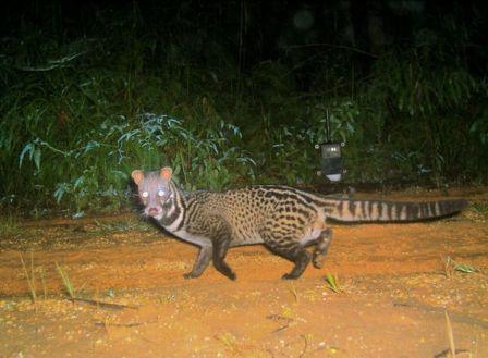 Tìm thấy loài rái cá lông mũi quý hiếm ở đảo Borneo