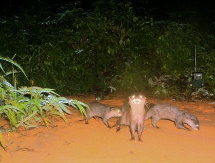 Tìm thấy loài rái cá lông mũi quý hiếm ở đảo Borneo