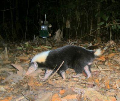 Tìm thấy loài rái cá lông mũi quý hiếm ở đảo Borneo