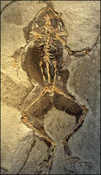Tìm thấy mô mềm trong hoá thạch ếch